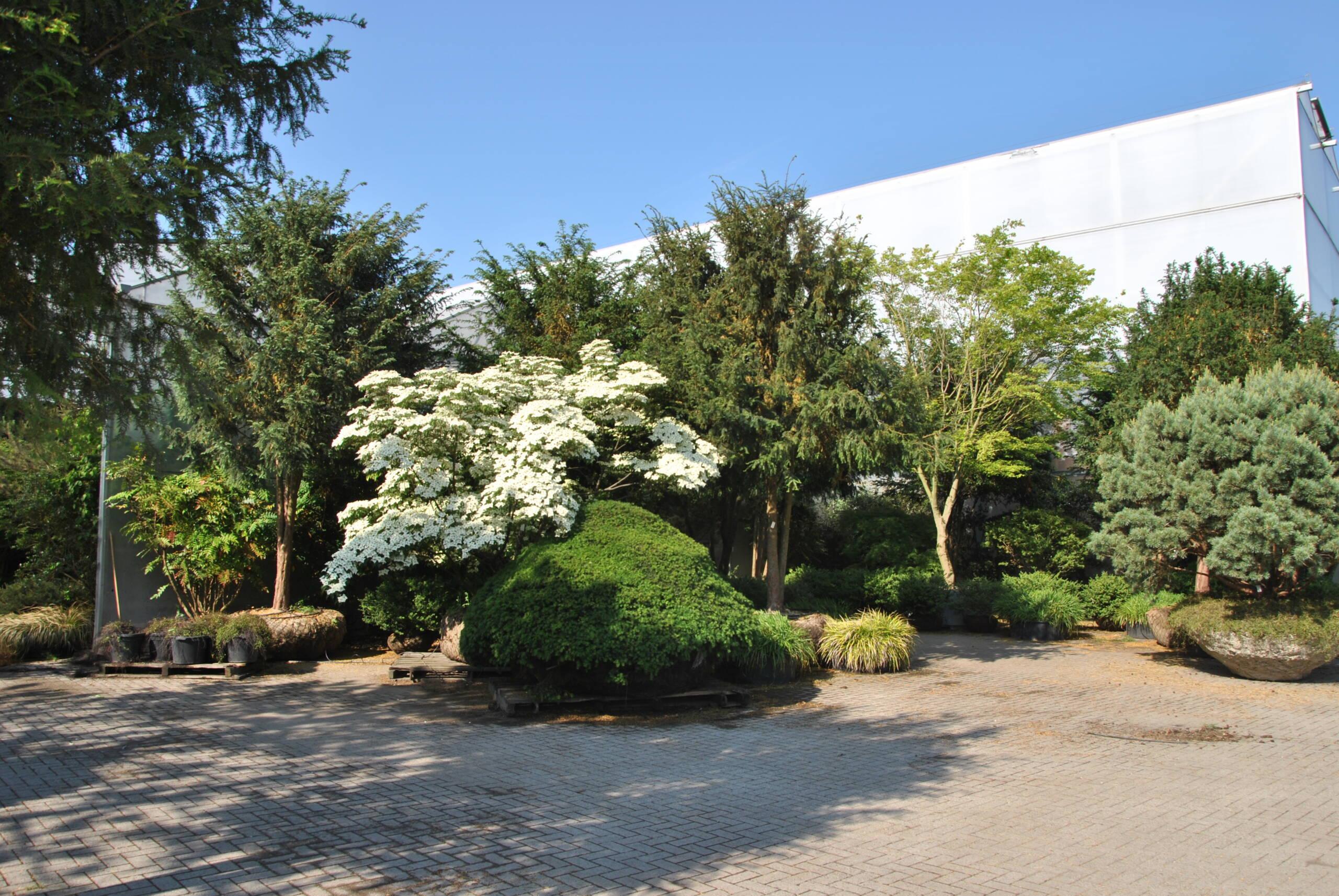 In Flanders Fields, where ornamental trees and plants grow ...
